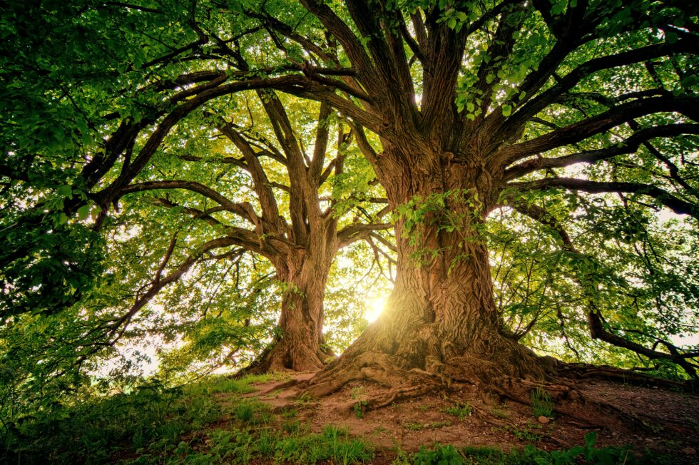 Tree of Life